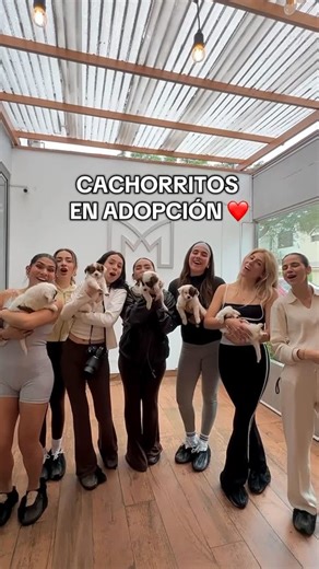 Ni una huellita más on Instagram: "🌟 ¡Conoce a los WAKA WAKA BABIES! 🌟🐶💛 Hola Huellitas 😊💛 Les presentamos a los Waka Waka Babies, los hijitos de Shakira. Nacieron en Pamplona, en la zona donde ocurrió el incendio, y desde sus primeros días tuvieron que luchar muchísimo para sobrevivir. A los 20 días su mamita se quedó sin leche, así que se convirtieron en bebés de fórmula, y luego fueron destetados para que pudieran seguir creciendo fuertes y sanitos. Hoy comen sus croquetas remojadas, es