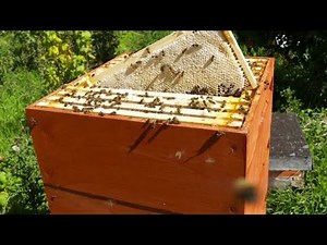 The story of the Rose Hive by Matt Broughton