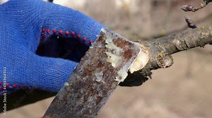 Coating twigs of cut branches of fruit trees. Spring work in the garden. Caring for fruit trees in the spring.