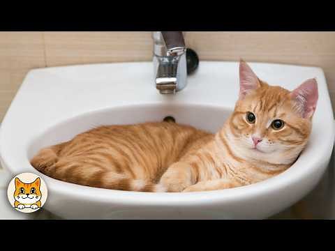 Weird Orange Cat Behavior That Will Make You Laugh