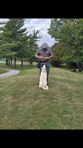 13 reactions | Simbas Tail on Reels | Facebook