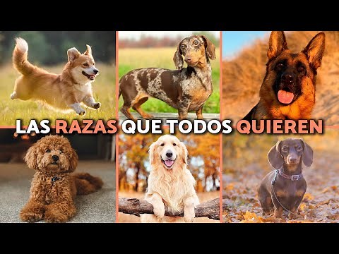 TOP 10 MOST POPULAR DOG BREEDS IN THE WORLD ❤️🐶 CURRENT DATA!