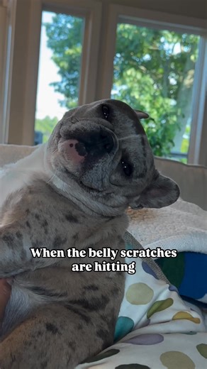 😍😍😍 www.frenchbulldogtexas.com 🐶 the cutest French Bulldogs with beautiful conformation and health since 2001 in Houston, Austin, San Antonio, and Dallas, Texas ♥️ | Texas French Bulldogs