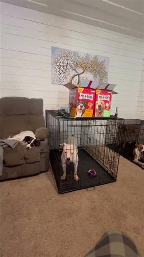 Help Stop The Cycle Of Suffering: Our Puppies Urgently Need Spay And Neuter Surgeries [STORY BELOW]