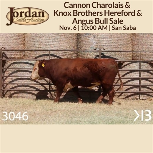 1.1K views | Bull Sale Reminder! Join us Thursday, Nov. 6 at 10:00 AM in San Saba, Texas for the Cannon Charolais & Knox Brothers Hereford & Angus Bull Sale, held in conjunction with our regular sale. All bulls will be trich- and fertility-tested and ready to go! https://jordancattle.com/bull-sale-detail/ | Jordan Cattle Auction | Facebook
