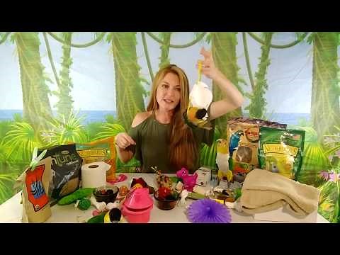 Living With Those Crazy Caiques | Caique Care | Part 1