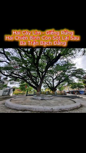 30K views · 756 reactions | Hai Cây Lim - Giếng Rừng : "Hai Chiến Binh Còn Sót Lại Sau - Ba Trận Bạch Đằng". #XEMAYDUNGQUYEN #dungquyenhalong #dungquyen #thuexemayhalong247 #xemaycu #xemaycugiare #xecugiare #xuhuong #viral | Thuê Xe Máy Hạ Long 24/7 | Facebook
