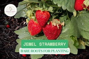 Jewel Strawberry Bare Root Plants – Large Sweet Fruit – Productive Summer Variety – Garden Fruit Plant for Containers or Beds - Etsy