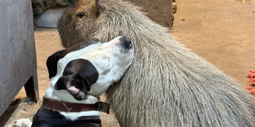 Capybara scales fences to be with his best friend… a dog