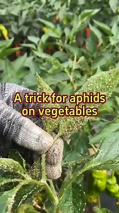 A trick for aphids on vegetables #planting #gardening #agriculture #vegetables #plants | My Own Garden
