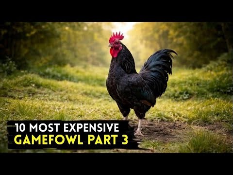 Top 10 Most Expensive Gamefowl Bloodlines – Part 3