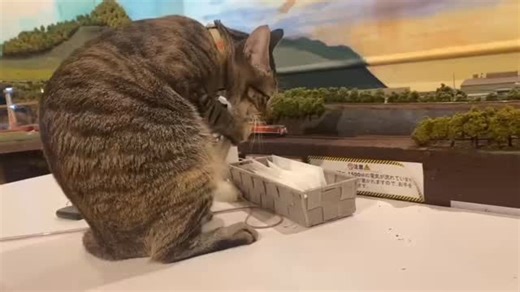 Naoki G Neco on Instagram: "これは 2020年年末のジオラマ食堂 の懐かしい映像です。 猫爺のナレーションとともに、 サラお母さん、ライア、ナラ、レオ たちが出演しています。 あの頃のジオラマ食堂、 そして小さな命を守るために必死だった日々―― すべてが今につながっています。 現在もジオラマ食堂は 保護猫たちの命をつなぐ場所 として営業を続けています。 🕰 最新の営業時間 • ランチ：12:00〜14:00 • ティータイム：15:00〜17:00 • ディナー：18:00〜20:00 📌 ご予約はホームページから可能です 📌 お支払いは店頭にて現金のみ となります 📍大阪・寺田町 📞 06-6776-2460"