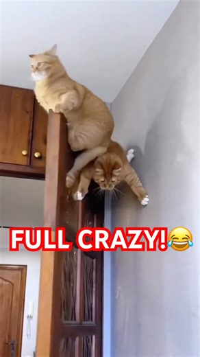 When Cats Go Full Crazy Mode 😂