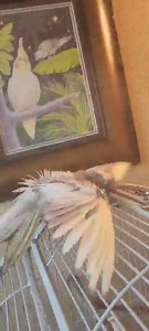 Florida Parrot Rescue on Reels