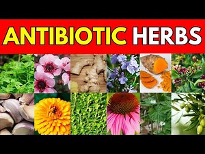 12 Natural Antibiotics: Herbals That Fight Infections