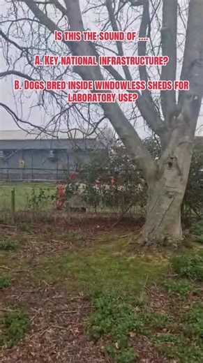 The Dark Reality of Beagle Breeding for Labs