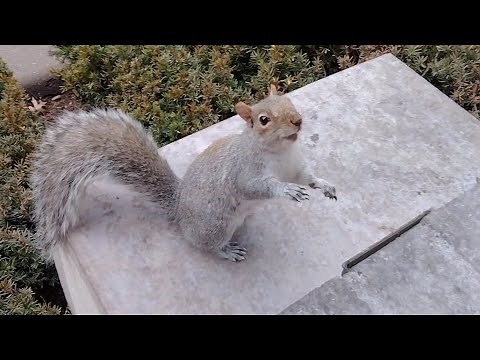 How I keep fleas away having squirrels at my window every day