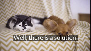 MISTER BEN'S Original All Natural Paw and Nose Salve Balm for Dogs Cats. Soothes moisturizes and Heals Cracked Paws, Dry Rough noses, Elbows, Skin and More. (2 oz tin)