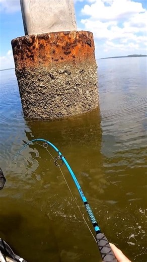 82K views · 716 reactions | My 1st Cobia of 2024! #reels #fishing #bigfish #kayakfishing #cobia #uglystik #beaufortsc | Beaufort SC Fishing | Facebook