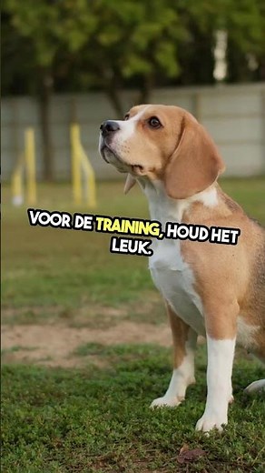 How to Groom & Train a Shih Tzu Puppy? #ShihTzuTips