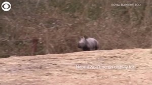 BABY'S FIRST STEPS! CUTE ALERT! A baby’s first steps are precious. Watch as a rhino calf in the Netherlands takes her first steps outside - at one-week old! | KDKA-TV | CBS Pittsburgh