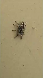Zebra Spider takes a walk on the wild side