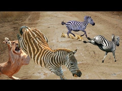 The biggest zebra of all... Grevy's zebras can kill lions with a single kick!