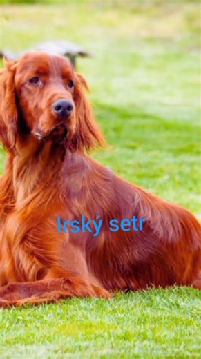 irský setr #viral #pie #husky #cz #dog #puppy