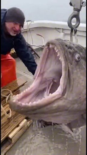 Huge Atlantic Wolffish Variant Catch” 🐺🐟 #OMG #sealife | Olivia Davis