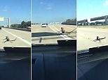 Amazingly tenacious lizard hangs onto windshield of speeding car