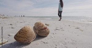 Seashells on beach with woman walking in background - sea shells on Sanibel Island in Florida near Fort Myers. Sanibel Island is know for shelling and sea shell collecting.