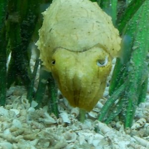 Everyone, meet Ripples the cuttlefish! 🐙 Ripples is our new resident cuttlefish at the Marine & Freshwater Discovery Centre at Queenscliff. We recently had a naming competition over the school holidays, and with a total of 201 entries via social media and at the Marine Centre, it sure was a difficult decision! We reckon Ripples, suggested by Matt Birchall on Facebook, is the perfect name because it’s gender neutral and suits our cuttle-friend’s swimming style. A close runner up came from Craig 