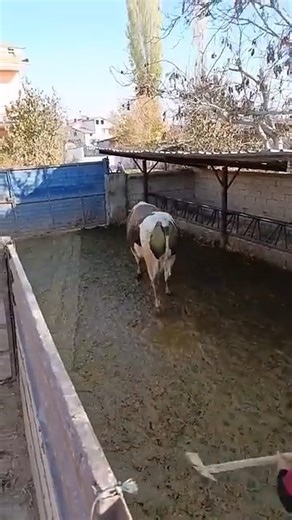 SIMMENTAL BULL ESCAPE AND ATTACKS#animals #Arkansas #countrylife #bull #shorts | The Bull Lover