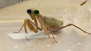 Watch | Why these insects are outfitted with tiny 3D glasses