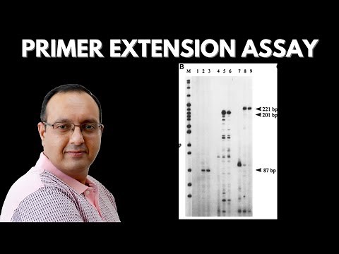 Primer Extension Assay | Transcriptome Analysis