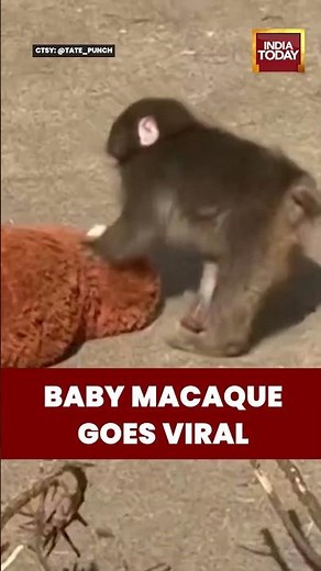 Baby Punch | Japanese Macaque Goes Viral | Adorable Monkey Steals Hearts Online #punch