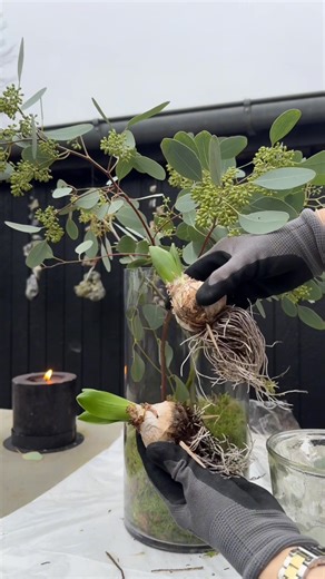 𝐃𝐈𝐘 │ Levende dekorationer til advent, kalenderlys eller blot til pynt ✨ Følg vores steps fra videoen: 1. Læg en blok oasis til at suge i minimum 30 minutter 2. Lav en bund af mos i din vase 3. Læg oasissen i midten 4. Omkrans og top oasissen af med mos 5. Tilføj pynt som hyacinter (Husk at fjerne det meste jord) og kogler 6. Tilføj evt. en tynd LED lyskæde 7. Snit bunden af eukalyptusgrenene af og placer dem i oasissen Husk herefter at holde oasissen fugtig, og klip et lille stykke af grenen