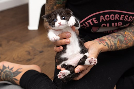 Swimmer Syndrome in Young Kittens — Kitten Lady