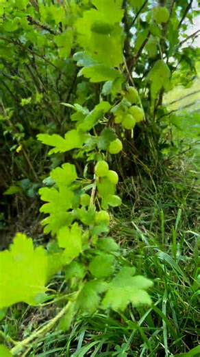 Have you ever seen European #gooseberry ? Ribes uva-crispa, also known as the European gooseberry: Can brighten up a green or grain salad, thanks to their firm yet juicy texture. Soak up the nutrients. Each cup of blueberries delivers 4 grams of fiber, 25 percent of a day's vitamin K, and 15 percent of a day's vitamin C for only 80 calories. Gooseberries clock in at 6 grams of fiber plus half a day's C#fruit #farm #finds #suprise #spring #summer #foraging #gardening #herbalism #fyp #viralreels #