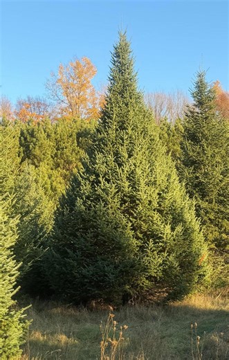 Oconto County tree to get spotlight this Christmas at Wisconsin State Capitol