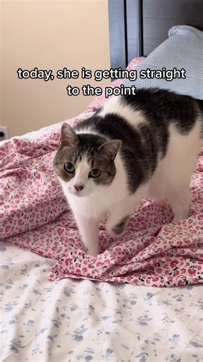 Little Bear Cat Watching TV Compilation