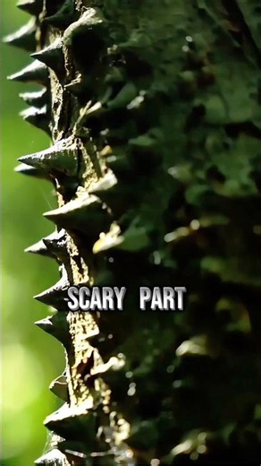 The Tree That Can Literally Shoot You 😳🌳