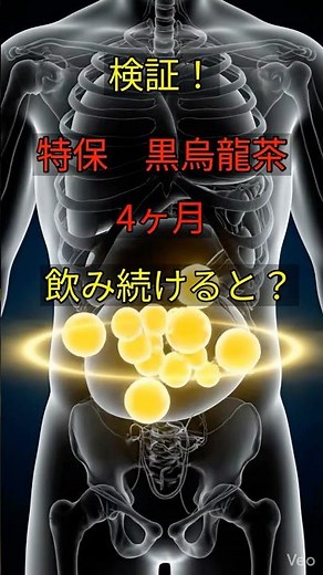 トクホの黒烏龍茶を4ヶ月続けた結果…お腹の脂肪はどうなる？ #メタボ #生活習慣病 #体脂肪率 #サントリー #特定保健用食品