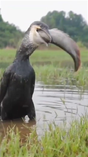 Snake bird