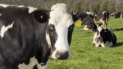 Deadly mad cow disease hits UK again