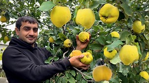 HARVESTING QUINCE IN THE VILLAGE! COOKING POMEGRANATE AND QUINCE COMPOTE AND JAM | Outdoor Chef