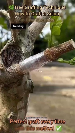 🌿Tree Grafting Technique | How to Graft a Scion in Few Seconds