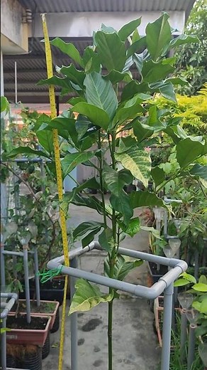 ☕️🌿 Day 281 | Growing Hybrid Liberica Coffee in a Hee Semi Pot System | 5.5 ft 🪴花盆种植咖啡树 | Tanam Kopi