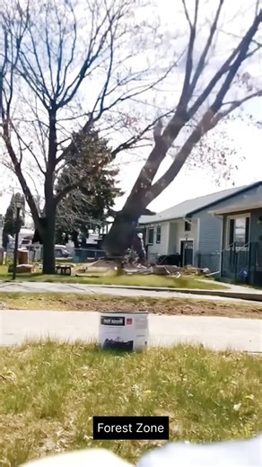 Dangerous Moments of Highaltitude Logging .. #oddlysatisfying #fyp #wood