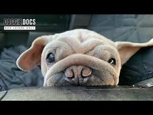 Dog's Incredible Transformation After China Meat Trade Rescue | Mork Skywalker | Doggie Docs